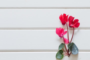 Wall Mural - red cyclamen on wooden background