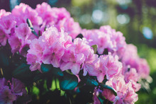 Blooming Purple Rhododendron