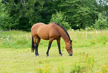 Horse on a summer pasture