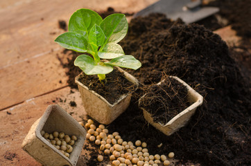 Wall Mural - Agriculture,Plant,Seed,Seedling,Plant Growing on paper pot