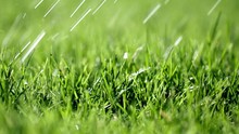 Focus Pull Across A Lawn As Slanted Rain Drops Fall On The Grass In Slow Motion. Shallow Depth Of Field, Recorded In 4K At 60fps.  Locked-off Camera.
