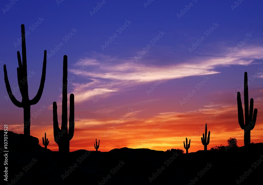 cactus cereus spiralis 6p! Cactus Cereus Spiralis /Tropical main image 1