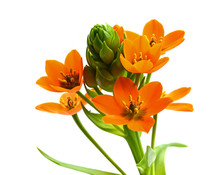 Orangefarbener Milchstern