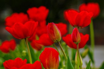 Wall Mural - red tulip on green blurred background