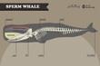 Sperm whale skeleton.