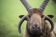 Manx Sheep. A fine ram. UK