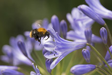 A Bee On A Agapanthus