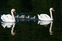 Swans And Chicks