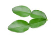 © wealthy lady - Kaffir lime leaf isolated on white background
