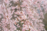 Weeping cherry tree
