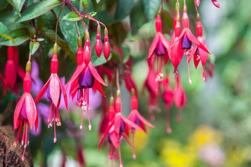 Pink and purple fuchsia flowers