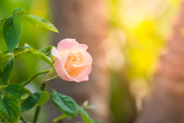 Rose pink beautiful blooming in Garden