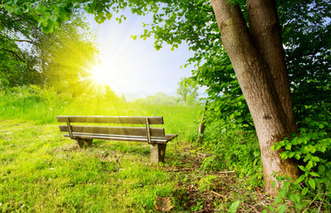 Wall Mural - park bench in summer sunset.