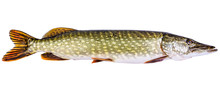 European Pike Isolated On White Background