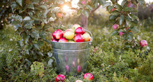 Bucket With Ripe Apples Is  In Grass In The Sunset Garden. Scattered Red Apples On Green Garden Grass.  Full Bucket With Ripe Apples  On Tree Branches Background.
