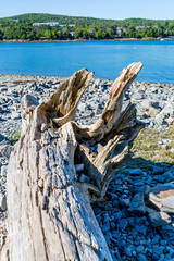 Sticker - Driftwood Log on Rocky Beach