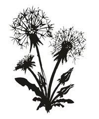 Sticker - Sketch of field dandelion.