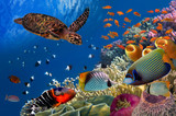Colorful coral reef with many fishes and sea turtle