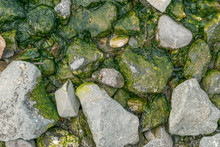 Green Sea Algae At Rocks. Selective Focus.
