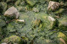 Green Sea Algae At Rocks. Selective Focus.