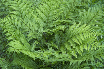 Lady fern (Athyrium brevifrons)