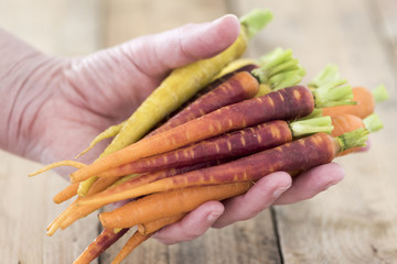 Wall Mural - Holding Baby Rainbow Carrots