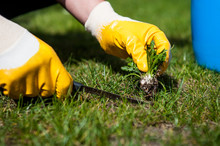 Cutting Out Weeds / Man Removes Weeds From The Lawn