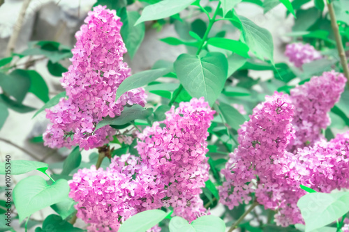 lilac pink blossom