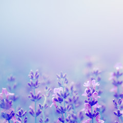 Wall Mural - field lavender flowers