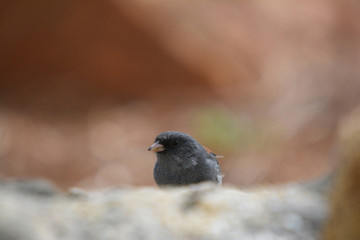 Colorful wild bird from New Mexico on a big rock bolder in the forest