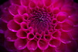 Closeup of a beautiful pink dahlia flower