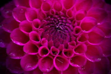 Wall Mural - Closeup of a beautiful pink dahlia flower