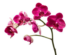 Orchid Flowers Isolated On White Background