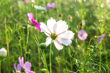 Wall Mural - Beautiful cosmos flower with rain