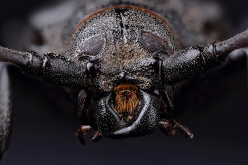 Wall Mural - Head of Longhorn beetle (Prionus coriarius)