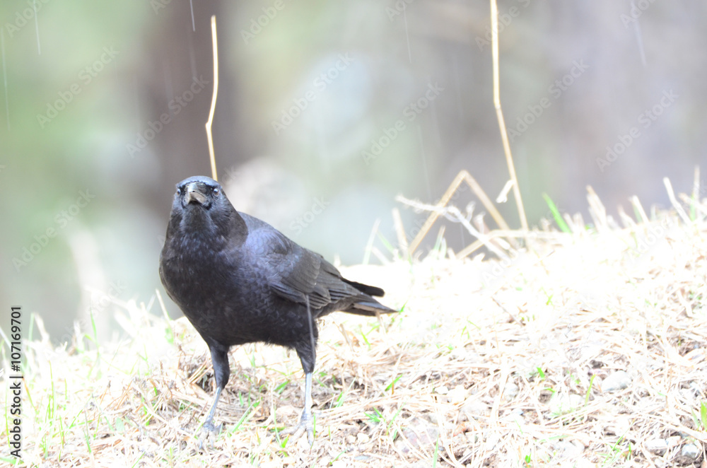 Southwest USA Beautiful Common Raven or American Crow, are entirely ...
