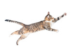 Fototapeta Koty - Funny cat flying in the air isolated on white