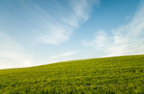 Fototapeta Do pokoju -  Green field and Blue cloudy sky