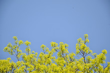 Part Of Tree Top With Green Leaves Enlightened By Spring Sun With A Few Flying Insects And Blue Sky As Background