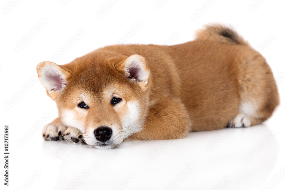 Fotografie Obraz Sad Shiba Inu Puppy Lying Down On White