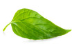 Green leaf over white background