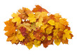 © missty - Autumn. golden leaves maple isolated.
