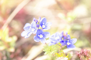 Wall Mural - first spring flower meadow
