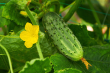 Yellow Flower Of Cucumber And Ripe Vegetable Behind