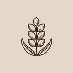 Wall Mural - Wheat sketch icon.