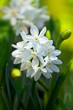 Daffodil Paperwhite Ziva Tazetta
