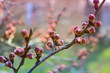 apricot flower bud on a tree branch