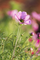 Wall Mural - Cosmos flower in field