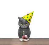 Fototapeta Koty - British cat celebrating birthday with piece of cake