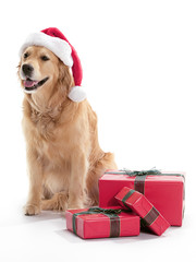 Wall Mural - Christmas Golden Retriever